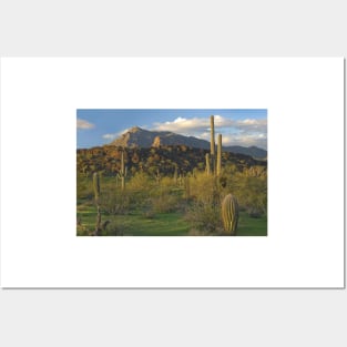 Saguaro Cacti Picacho Mountains Picacho Peak State Park Posters and Art